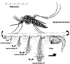 Gambar 3. Daur Hidup nyamuk Aedes aegypti(sumber :Sigit dkk., 2006).
