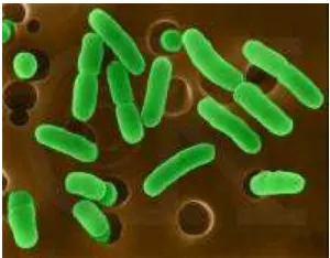 Gambar 1 Bakteri Koliform 
