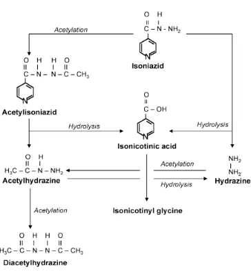 Gambar 8.  Metabolisme Isoniazid (Tostmann, 2007) 
