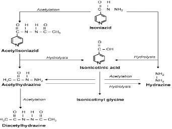 Gambar 1. Metabolisme Isoniazid (Tostmann, 2007) 