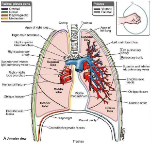 Gambar 3. Penampang Paru Paru ( Moore, 2007) 