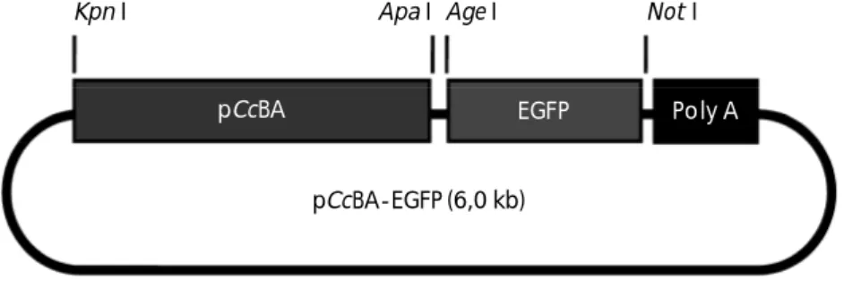 Gambar 1. Peta konstruksi gen pCcBA-EGFP (6,0 kb), pCcBA = promoter -aktin ikan mas;  EGFP =  enhanced  green fluorescent  protein;  Poly  A  = poliadenilasi; Kpn I, Apa I, Age I, Not I = enzim restriksi