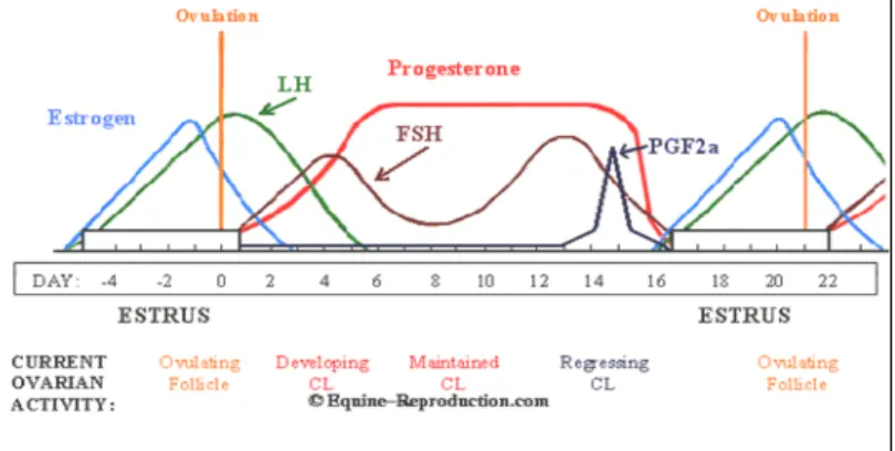 Gambar 2.1 Aktivitas ovarium saat siklus estrus 
