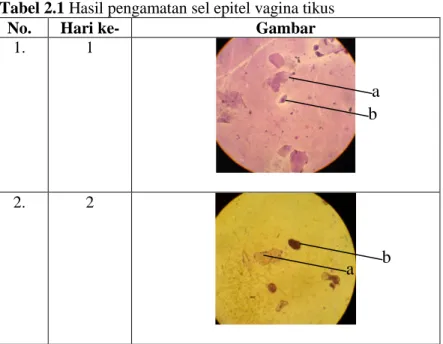 Tabel 2.1 Hasil pengamatan sel epitel vagina tikus 