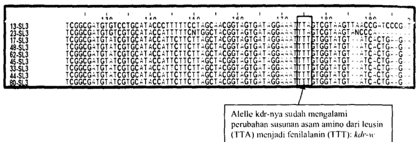 Gambar 2. HasH sekuensing gen VGSC dari electrophenogram data setelah dialigment dengan clustal consensus dari contoh nyamuk resisten pyrethroid