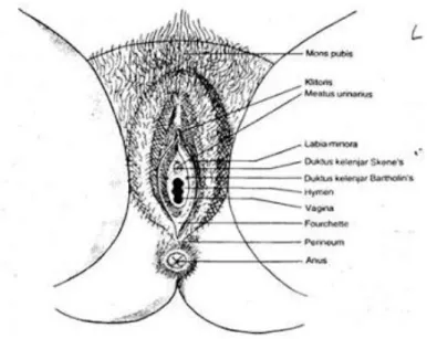 Gambar 2: Organ Genetalia Eksterna Pada Wanita  ( Sumber: Wiknjo Sastro, 2002) 