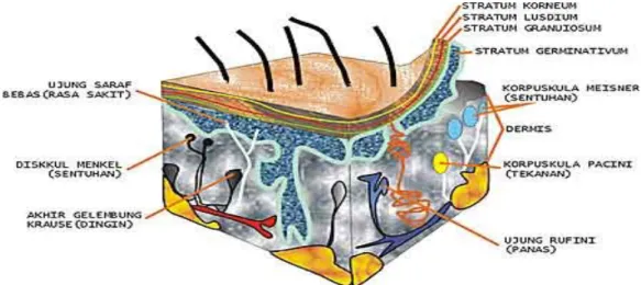 Gambar Penampang kulit manusia beserta reseptor-reseptornya