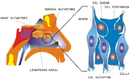 Gambar Struktur indera pembau
