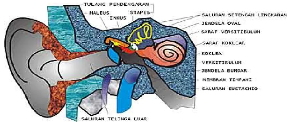 Gambar Struktur telinga pada manusia