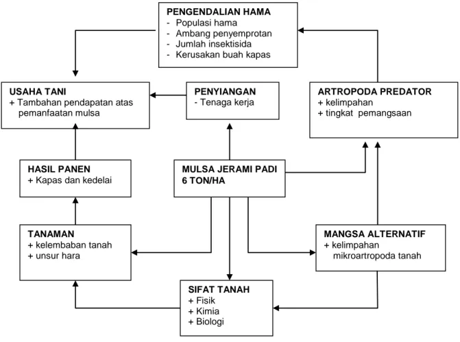 Gambar  9.  Pemberian  mulsa  jerami  padi  merupakan  tindakan  terpadu    (pengendalian  serangga  hama,  sifat tanah, dan tanaman)