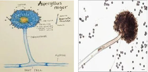 Gambar 6 dan gambar 7. Fungi jenis Aspergillus Niger.