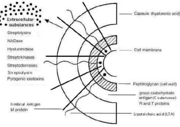 Gambar 1. Struktur Stretoccocus Pyogenes dan substansinya