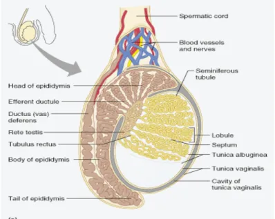 Gambar 2. Anatomi testis