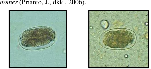 Gambar 7  : Gambar telur hookworm sulit dapat dibedakan antara telur N. americanus dan A