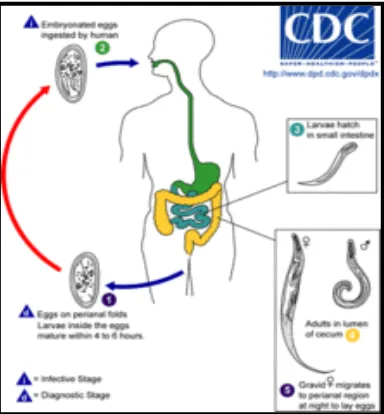 Gambar 12. Siklus Hidup Enterobius vermicularis (Anonim, 2008) 