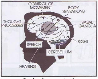Gambar 8. anatomi otak