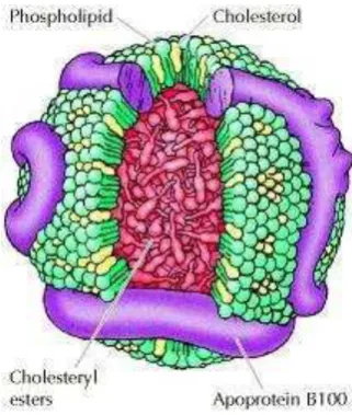 Gambar 2. Struktur Lipoprotein 
