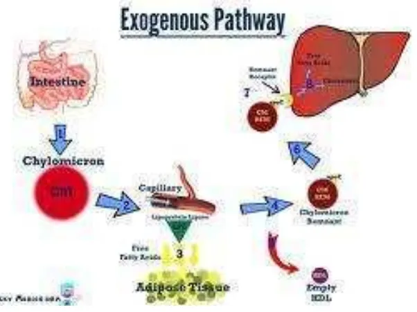 Gambar 3. Metabolisme lipoprotein jalur eksogen 