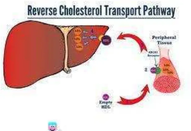 Gambar 5. Metabolisme lipoprotein jalur reverse cholesterol transport 