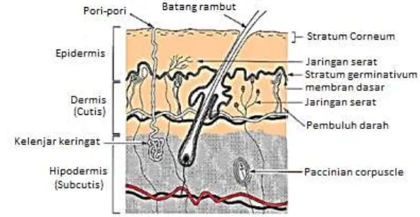 Gambar 1.  Gambar 1 Struktur histologi kulit secara umum (Said 2000) 
