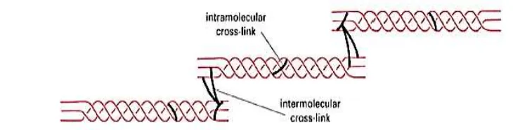Gambar 2 Model rantai ikatan silang intramolekuler dan intermolekuler pada 