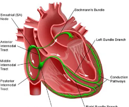 Gambar 1: Jalur system konduksi jantung