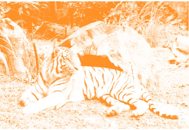 Gambar 1.3 Harimau