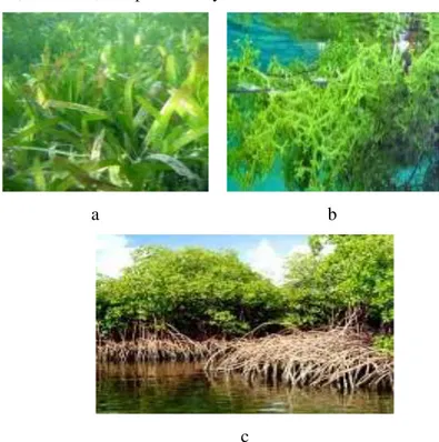 Gambar 1.2. Lamun, rumput laut dan mangrove 