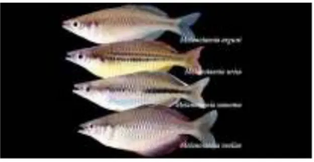 Gambar 1.4. Keanekaragaman gen ikan pelangi 