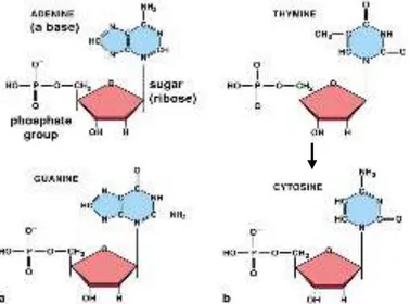 Gambar 1.5. Basa adenin, timin, guanin dan sitosin  