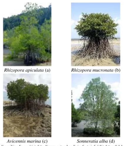 Gambar 1.9. keanekaragaman jenis mangrove 