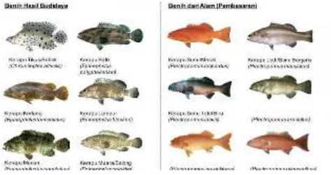 Gambar 1.11. Jenis-jenis ikan kerapu di Indonesia 