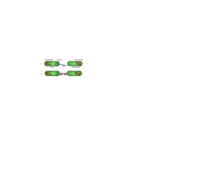 Gambar 1. Proses transfer materi genetik faktor F dari sel E. Coli berkelamin jantan (F + ) menuju ke sel kelamin betina (F - ), proses replikasi melalui replikasi rolling circle.