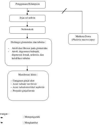 Gambar 1. Diagram kerangka teori tentang pengaruh mahkota dewa (Phaleria macrocarpa)terhadap ginjal akibat penggunaan rifampisin.