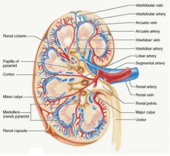 Gambar 3. Anatomi ginjal manusia (Moore dan Agur, 2002).