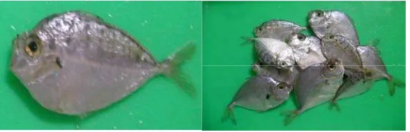 Gambar 1. Ikan Pepetek (Leiognathus sp.) 