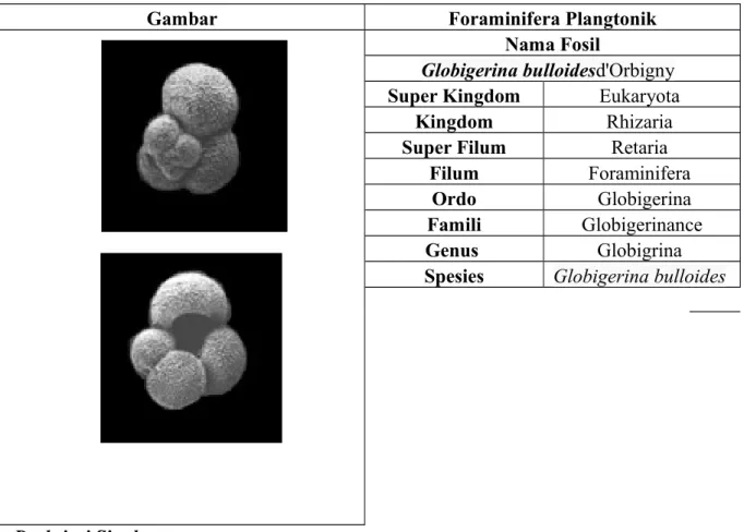 Gambar Foraminifera Plangtonik