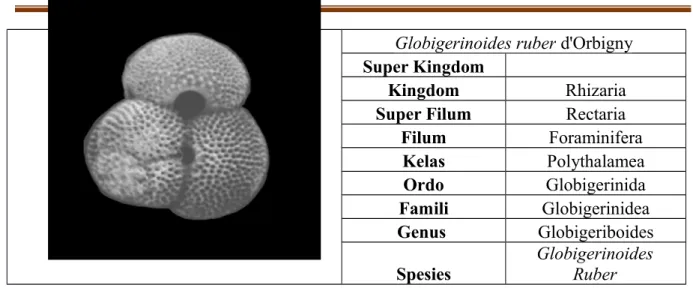 Gambar Foraminifera Plangtonik