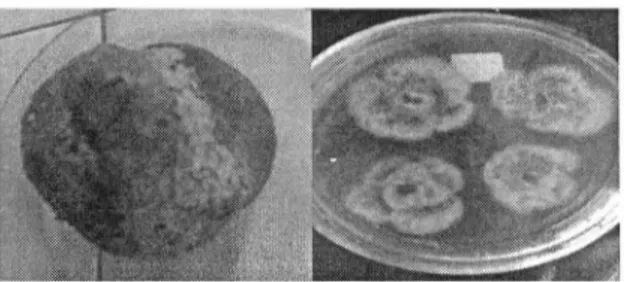 Gambar 1. Gejala Penyakit busuk buah hijau Penicillium pada Jeruk manis dan Kultur jamur pada media PDA