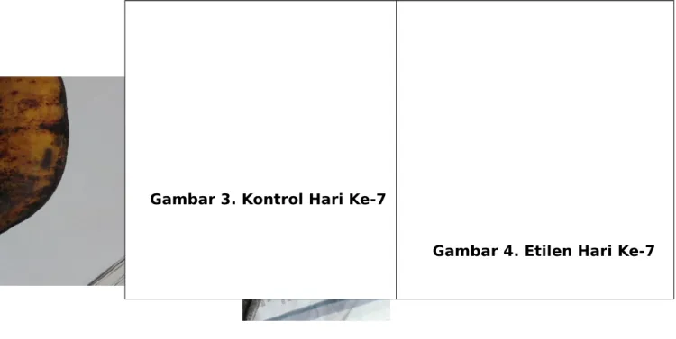 Gambar 3. Kontrol Hari Ke-7