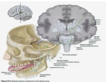 Gambar   2.   Anatomi  nervus fasialis.