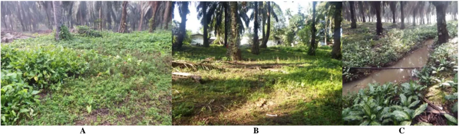 Gambar 1.A. Kondisi lantai kebun sawit tertua di PTN  Riau , B. Lokasi kebun sawit tertua yang berbatasan dengan pekarangan  masyarakat, C
