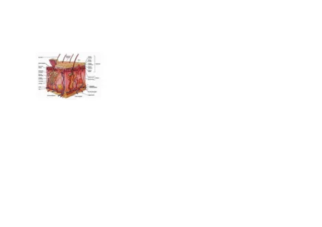 Gambar 1. Anatomi dan histologi kulitGambar 1. Anatomi dan histologi kulit