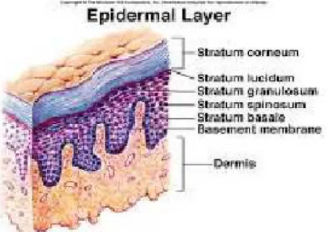 Gambar 2. Lapisan-lapisan epidermis