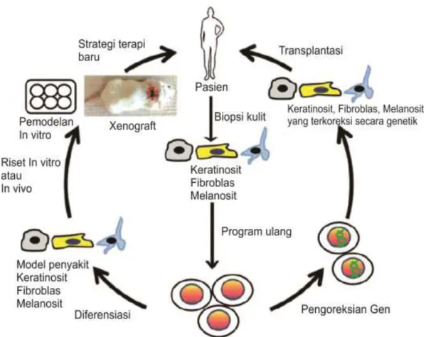 Gambar 1.   Tahapan Aplikasi iPSC Terhadap Genodermatosis. [9] 