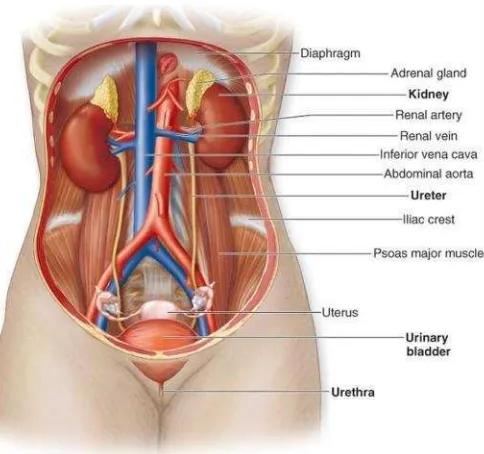 Gambar 3. Letak Anatomi Ginjal (Sumber : Fisiologi Ginjal dan Cairan Tubuh, 2009)