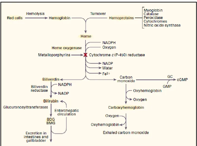 Gambar 1. Metabolisme Degradasi Heme dan Pembentukan Bilirubin 22 