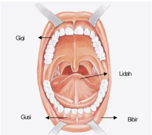 Gambar 1. Penampang rongga mulut.