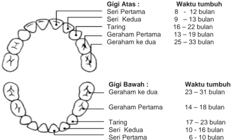 Gambar 4. Urutan pertumbuhan gigi sulung