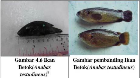 Gambar 4.6 Ikan  Betok(Anabas 